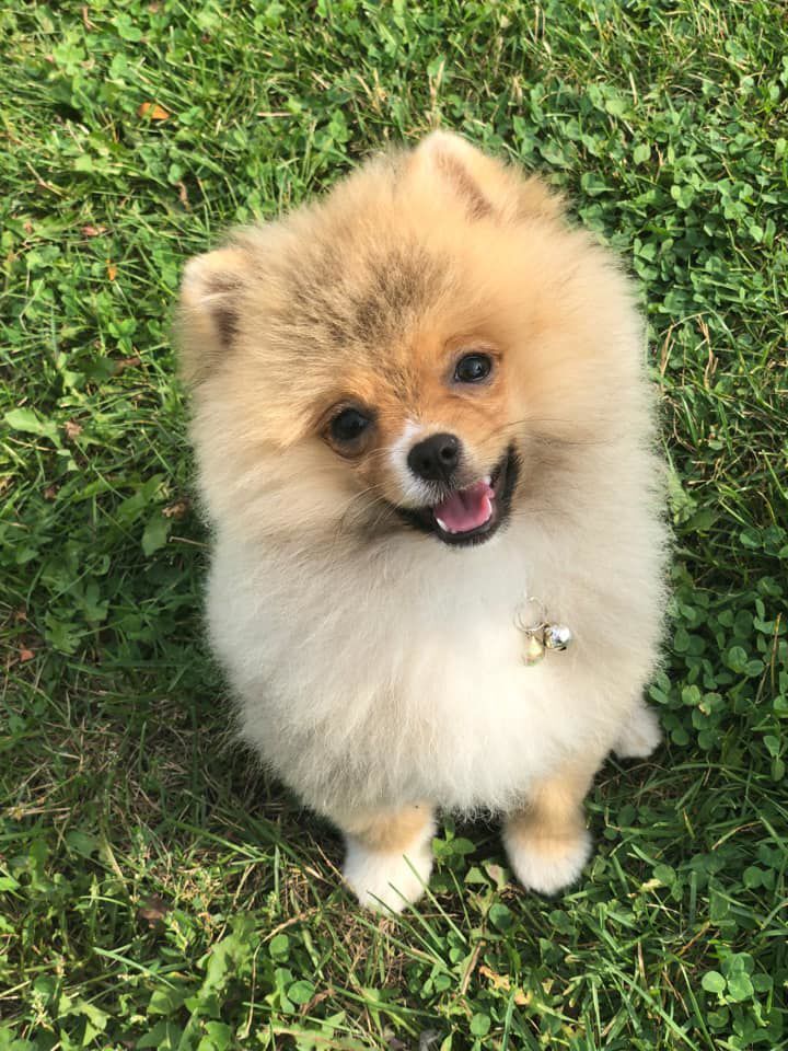 Mookie, submitted by Emily Bauman
